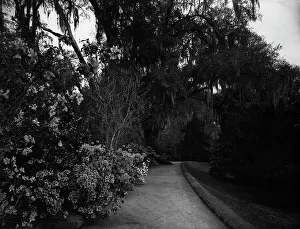 Sloped Prints: The Slope walk, Magnolia-on-the-Ashley