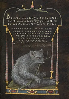 Furry Prints: A Sloth; Mira calligraphiae monumenta