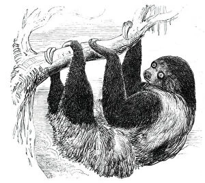 Sloth at the Zoological Gardens, Regents Park, 1844. Creator: Unknown