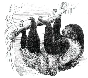 Claw Prints: Sloth at the Zoological Gardens, Regents Park, 1844. Creator: Unknown