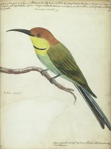 Java Indonesia Prints: Small bird on branch, 1785. Creator: Jan Brandes