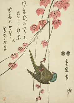 Rissho Prints: Small bird and ivy, c. 1843/47. Creator: Utagawa Hiroshige II