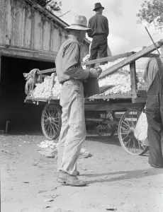 Crop Prints: Small cotton farm, Kern County, California, 1938. Creator: Dorothea Lange