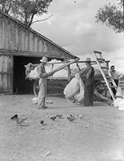 Crop Prints: Small cotton farm, Kern County, California, 1938. Creator: Dorothea Lange
