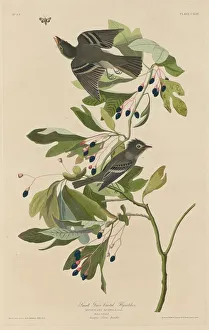 Small Green-Crested Flycatcher, 1832. Creator: Robert Havell