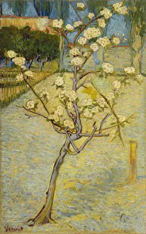 Small pear tree in blossom, 1888. Artist: Gogh, Vincent, van (1853-1890) Small pear tree in blossom, 1888. Artist: Gogh, Vincent, van (1853-1890)