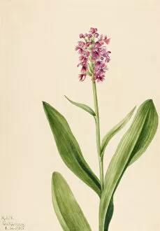 Stem Gallery: Small Purple Fringe Orchid (Habenaria psychodes), 1932. Creator: Mary Vaux Walcott