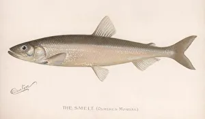 Sealife Prints: The Smeet (Osmerus Mordax. ), c. 1920s