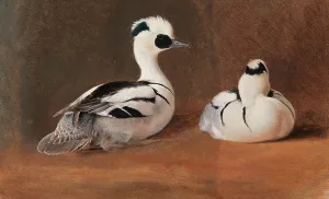 Wright Ferdinand Von Prints: Smews, 1867. Creator: Ferdinand von Wright