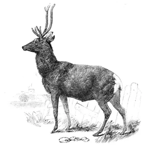 Stag Gallery: Smithfield Cattle-Show - red stock deer from Windsor, 1844. Creator: Unknown