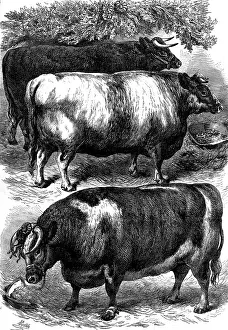 Beef Prints: Smithfield Club Cattle Show: prize oxen, 1873. Creator: Unknown