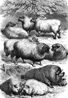 Pigs Prints: Smithfield Club Cattle Show: prize sheep and pigs, 1873. Creator: Unknown