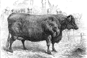 Cattle Show Prints: Smithfield Club Cattle Show: Sir W