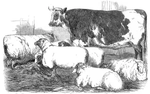 Cattle Show Prints: The Smithfield Club Prize Cattle-show, 1854. Creator: Unknown