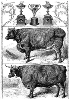 Horns Prints: The Smithfield Club Show: prize cattle and cups, 1862. Creator: Harrison Weir