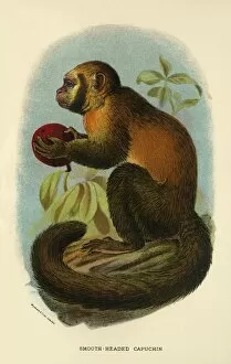 Lloyds Natural History Gallery: Smooth-Headed Capuchin, 1896. Artist: Henry Ogg Forbes