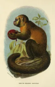 R Bowdler Sharpe Prints: Smooth-Headed Capuchin, 1896. Artist: Henry Ogg Forbes