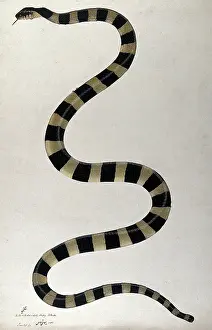 Stripe Prints: Snake, boldly cross-banded, approx 1782. Creator: Bhawani Das