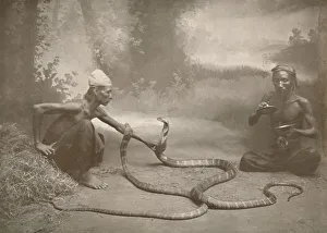 Crouching Prints: Snake Charrmers with Hamadryads (Kuy Cobras), 1900. Creator: Unknown