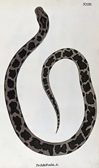 Herpetology Prints: A snake, light brown in colour