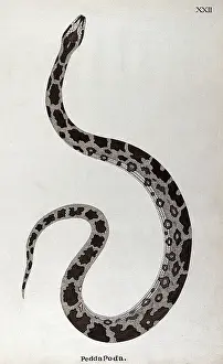 A snake, pale buff in colour, with dark brown patches edged in white and a white underbelly, 1795. Creator: Patrick Russell