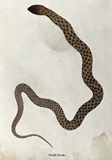 Herpetology Prints: A snake, tan in colour, with brown spotted markings connected by thin diagonal bars