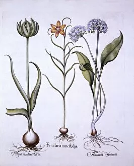 Medicinal Gallery: Snakes Head Fritillary, Wild Garlic and Tulip, from Hortus Eystettensis, by Basil Besler