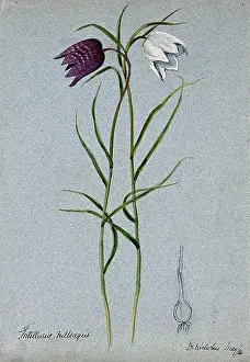 Bulb Prints: Snake's head or guinea flower (Fritillaria meleagris): flowering stems and bulb