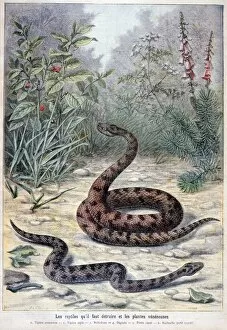 A Clement Gallery: Snakes and poisonous plants, 1897. Artist: F Meaulle