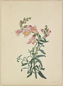 Flowering Prints: A snapdragon, c1674-1698. Creator: Pieter Withoos