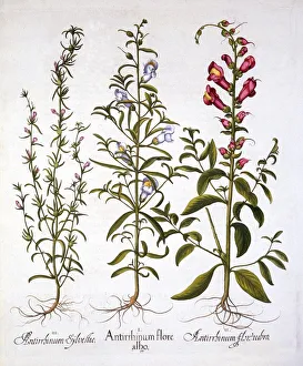 Snapdragons or Antirrhinums, from Hortus Eystettensis, by Basil Besler (1561-1629), pub Snapdragons or Antirrhinums, from Hortus Eystettensis, by Basil Besler (1561-1629), pub