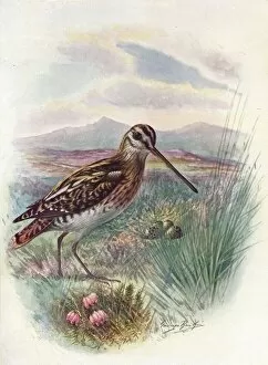 Birds And Their Nests Collection: Snipe - Gallina go coeles tis, c1910, (1910). Artist: George James Rankin