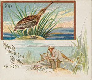 Snipe Prints: Snipe, from the Game Birds series (N40) for Allen & Ginter Cigarettes, 1888-90