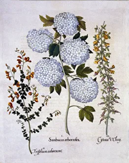 German School 17th Century Prints: Snowball Viburnum, Garden Broom, Low-growing Alpine Broom, from Hortus Eystettensis