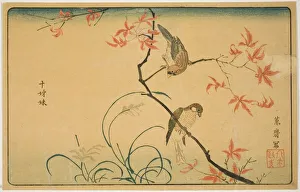 Maple Tree Prints: Society Finches (Jushimatsu), Japan, 1790s. Creator: Kitao Masayoshi