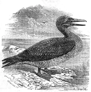 Solan Gannet, shot near Boston, 1854. Creator: Pearson