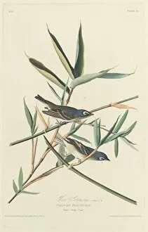 Crested Flycatcher Gallery: Solitary Flycatcher, 1828. Creator: Robert Havell