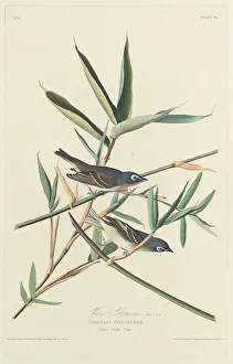 Crested Flycatcher Prints: Solitary Flycatcher, 1828. Creator: Robert Havell