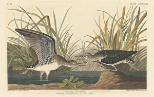 Sandpiper Prints: Solitary Sandpiper, 1836. Creator: Robert Havell