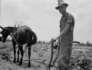 Sharecropper Prints: Son of sharecropper family at work in the cotton near Chesnee