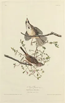 Ornithology Collection: Song Sparrow, 1827. Creator: Robert Havell