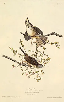 The song sparrow. From The Birds of America, 1827-1838. Creator: Audubon