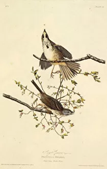 Audubon Gallery: The song sparrow. From The Birds of America, 1827-1838. Creator: Audubon