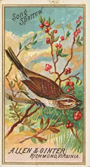 Berries Gallery: Song Sparrow, from the Birds of America series (N4) for Allen &