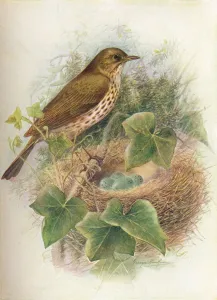 Song-Thrush or Mavis - Tur dus mu sicus, c1910, (1910). Artist: George James Rankin