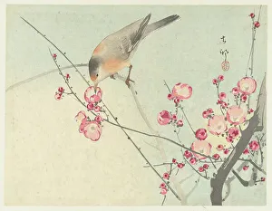 Cherry Prints: Songbird on blossom branch, Between 1910 and 1920. Creator: Ohara, Koson (1877-1945)