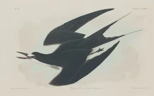 Sternidae Prints: Sooty Tern, 1834. Creator: Robert Havell
