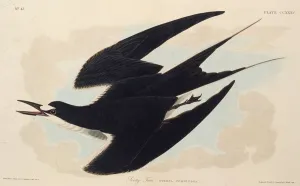 The sooty tern. From The Birds of America, 1827-1838. Creator: Audubon