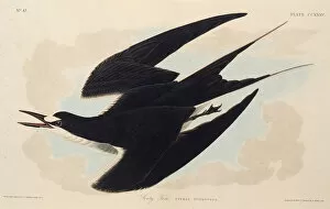 Audubon Gallery: The sooty tern. From The Birds of America, 1827-1838. Creator: Audubon