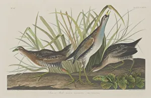 Rail Gallery: Sora or Rail, 1834. Creator: Robert Havell